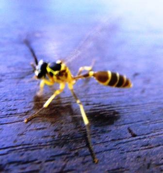 using pesticides to kill a wasp